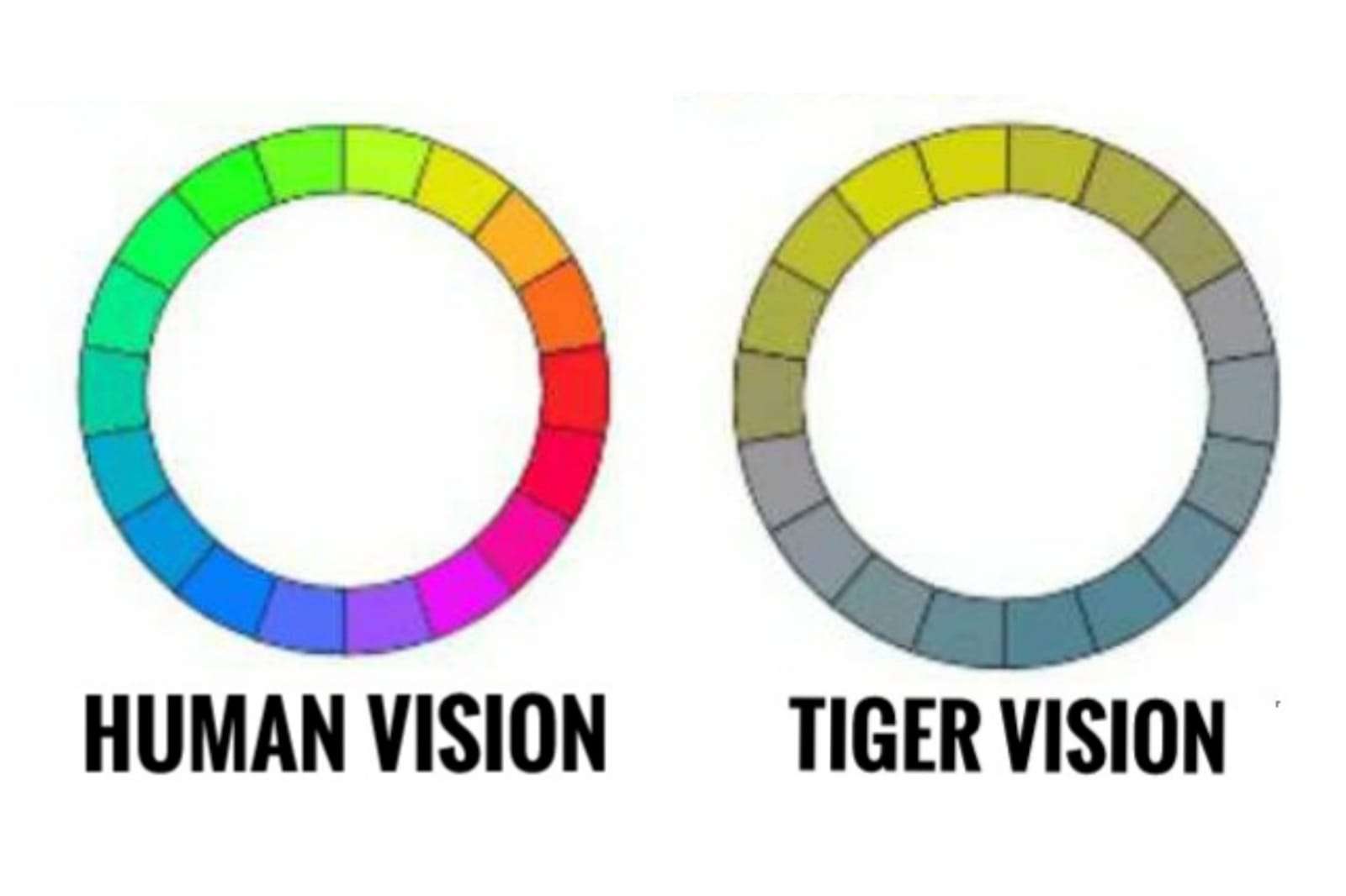 Tigers Color Vision