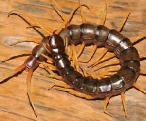 Are-Centipedes-blind