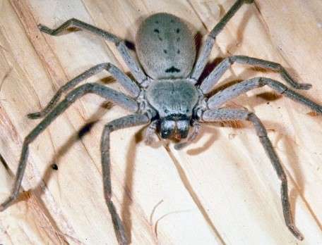 Australian-Huntsman-Spider