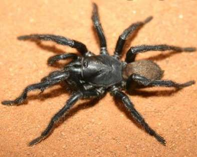 Black-Wish-Bone-Spider