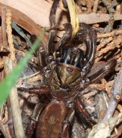 Brown-Trapdoor-Spider