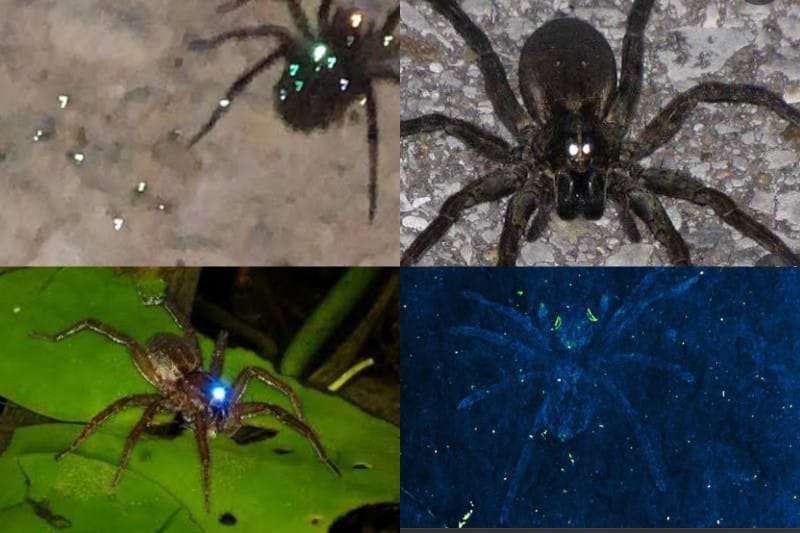 Spiders Night Vision