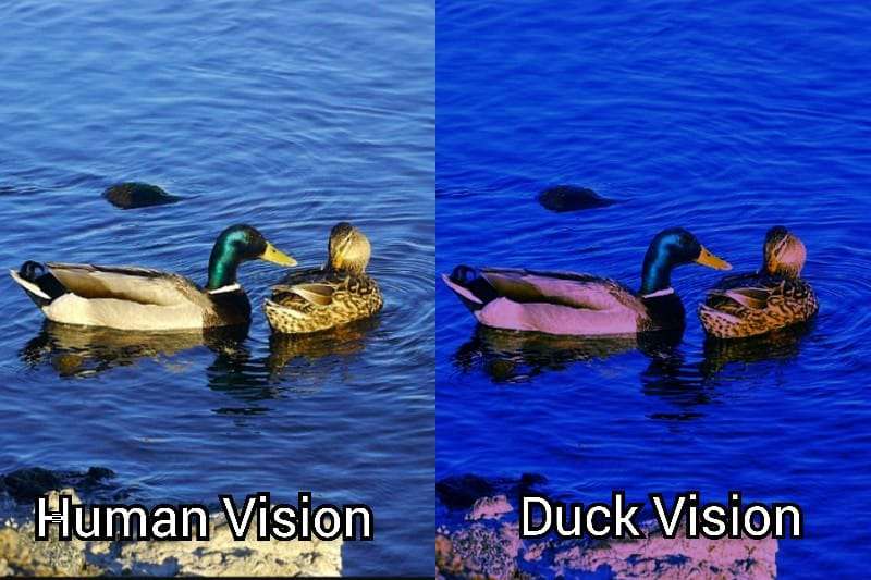 Human Vision vs Duck Vision