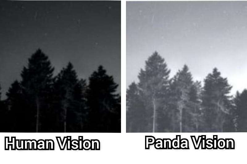 Panda Night vision