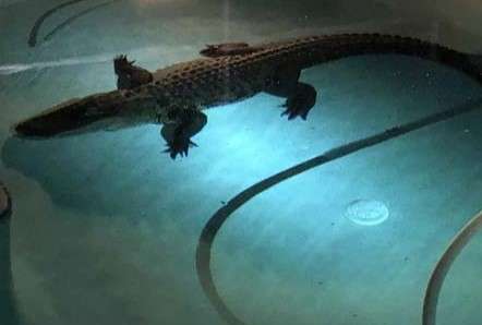 Alligator in swimming pool
