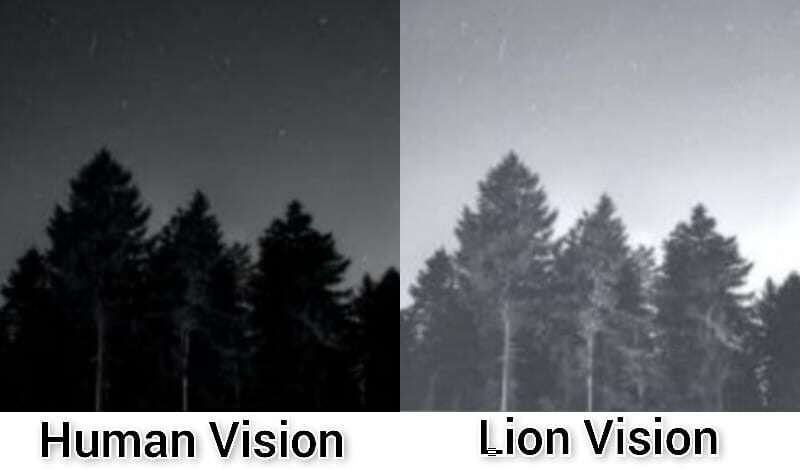 Lion Night Vision