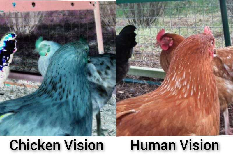 chicken vision vs human vision
