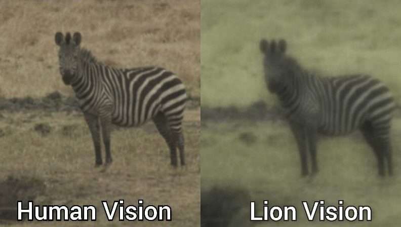 Lion Vision vs Human Vision