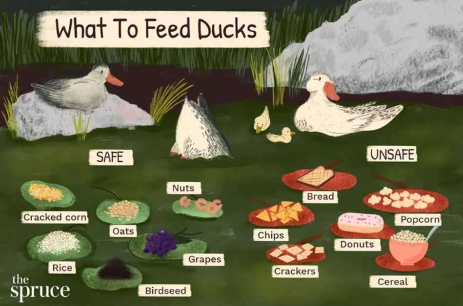 Food Items to feed or not to feed ducks