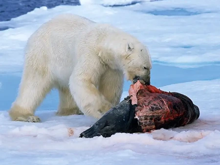 Polar Bear food