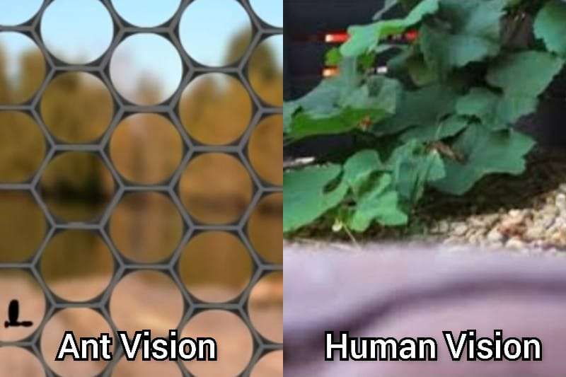 Ants Vision vs Human Vision
