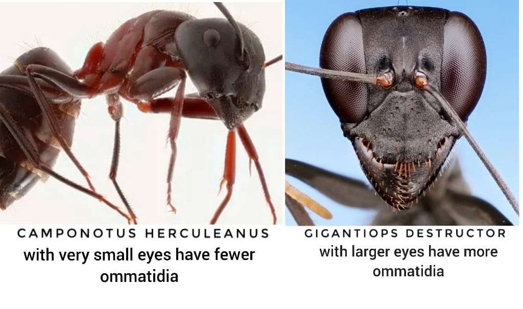 Ants color eyesight