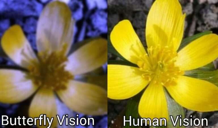 Butterfly Vision vs Human Vision