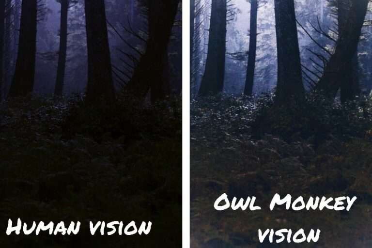 Can Monkeys see color? Monkey Vision Explained (Updated) - HowitSee