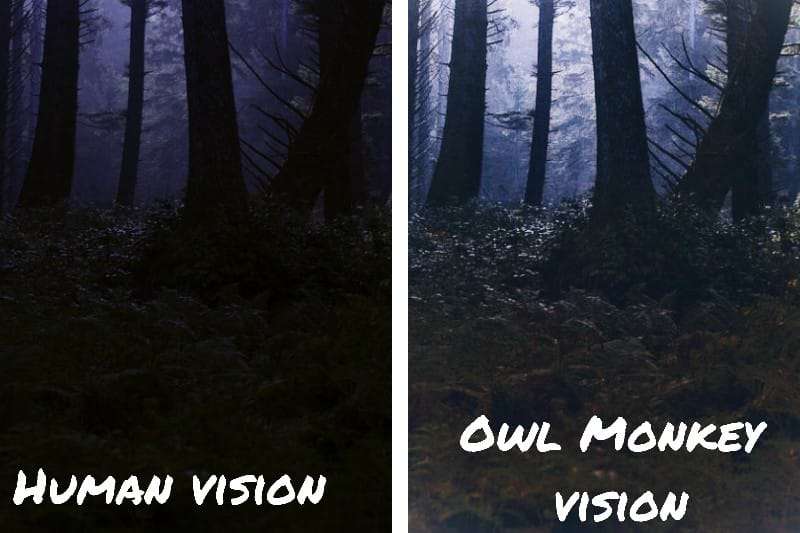 Owl Monkey Night Vision