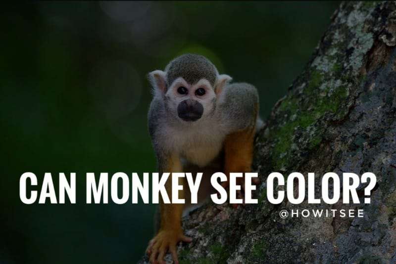 Can Monkeys see color Monkey Vision