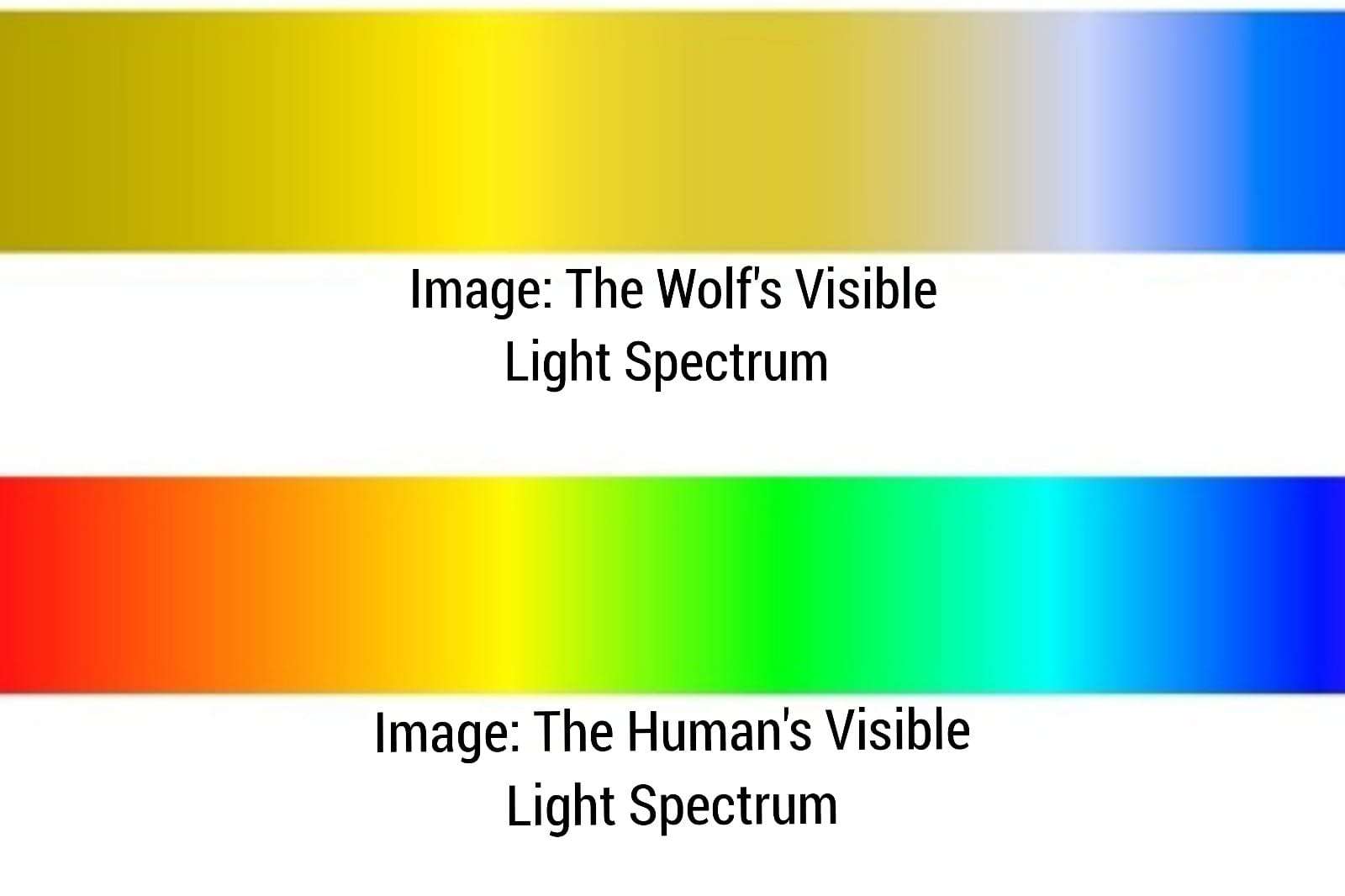 Wolf Color Vision