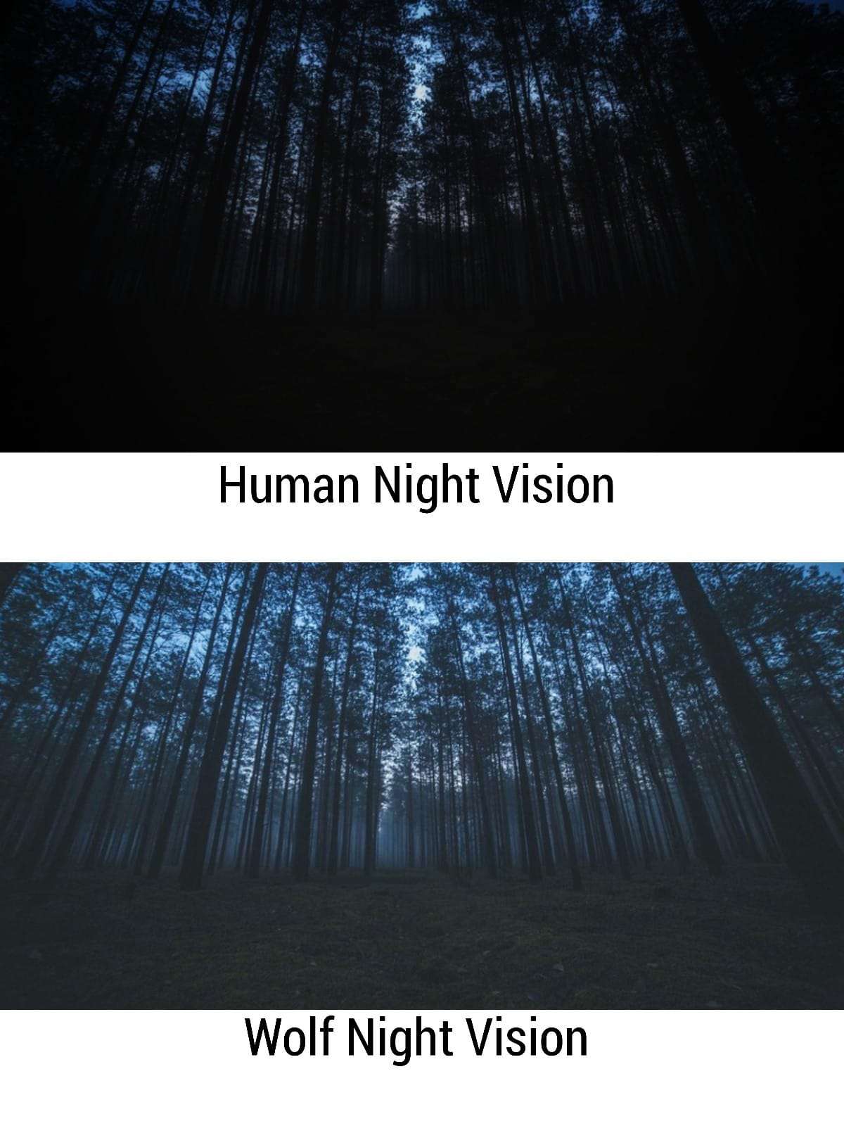 Wolf Night Vision