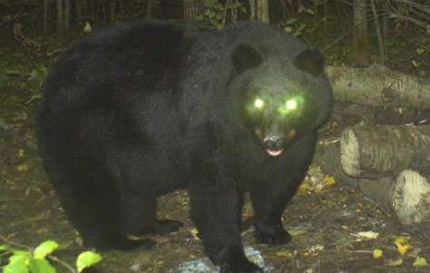 Can bears see in the dark