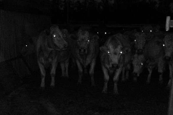 Can-cows-see-in-the-dark