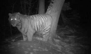Can Tigers see in the Dark? (Tiger vision vs Human vision) | Fact 2023