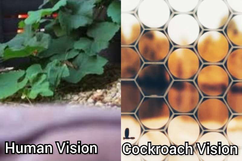 Cockroach Vision vs Human Vision