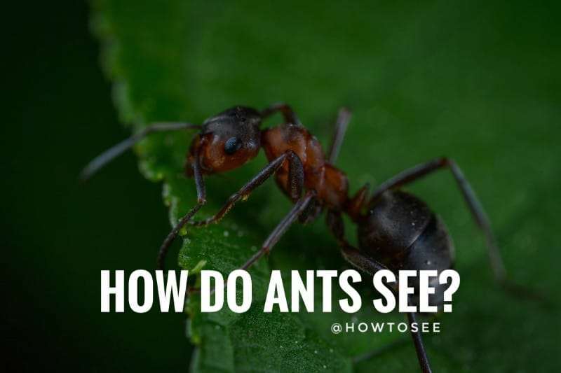 How do Ants See