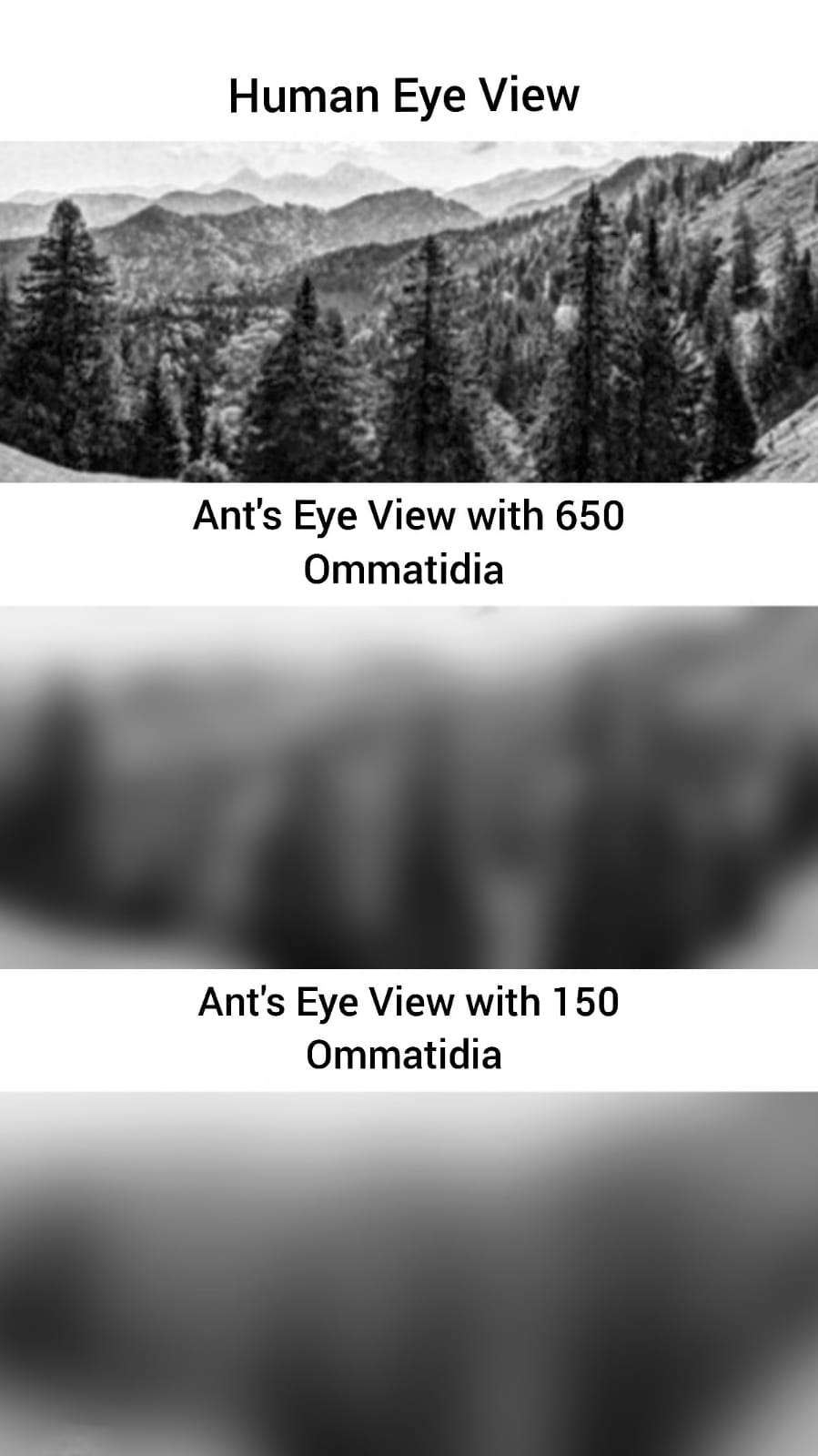 How do Ants see