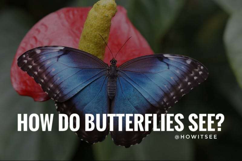 How do Butterflies see
