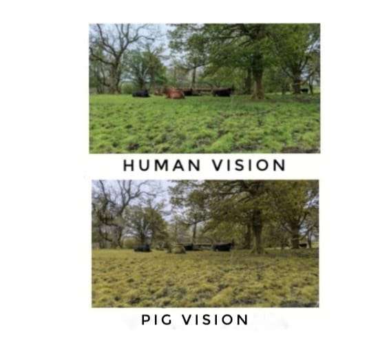 Human Vision vs Pig Vision
