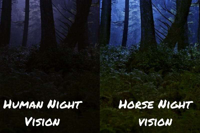 Human Night Vision vs. Horse Night Vision