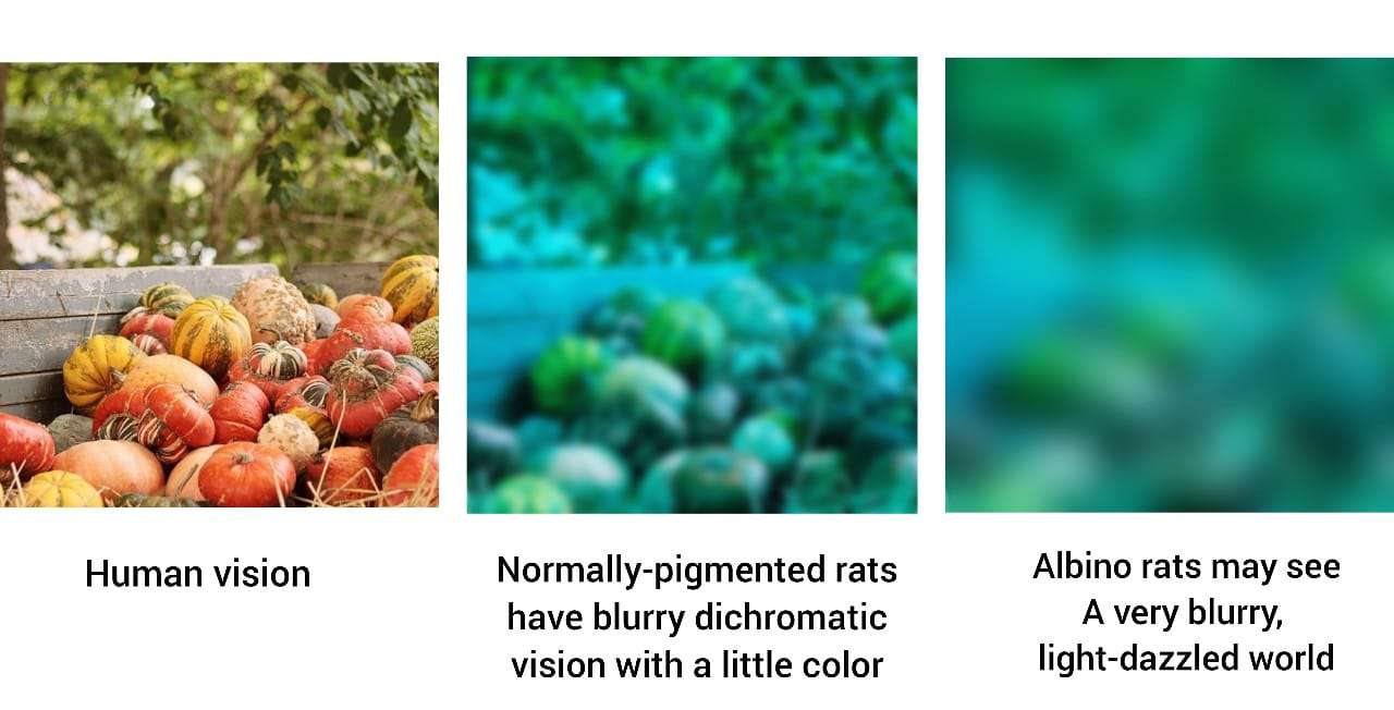Human Vision vs. Rat Vision