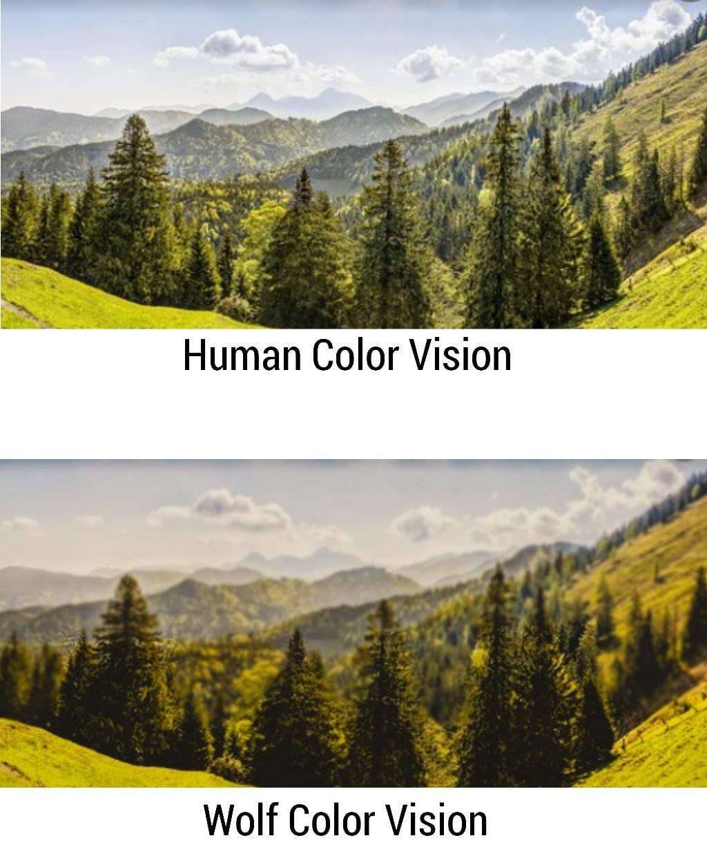 Human Vision vs. Wolf Vision