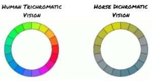What Colors can Horses see? Guide on Horse Vision (Updated)
