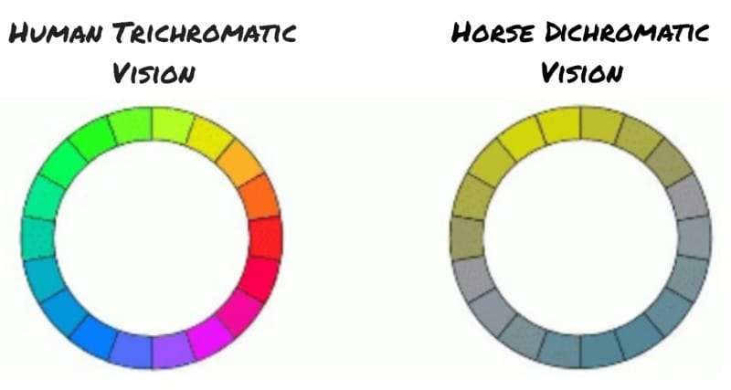 Human color vision vs. Horse color vision