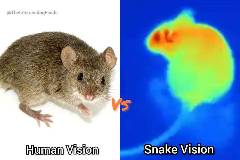 Human vision vs Snake vision