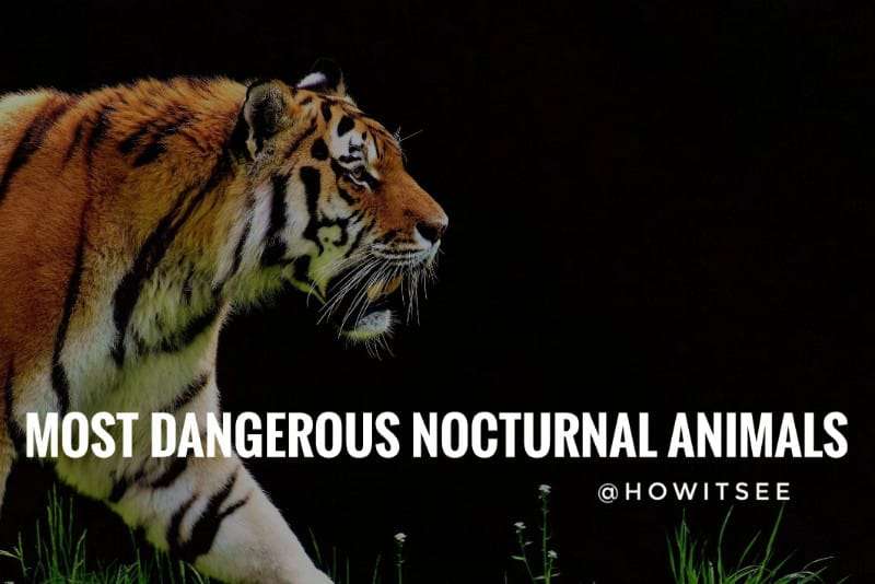 Most Dangerous Nocturnal Animals
