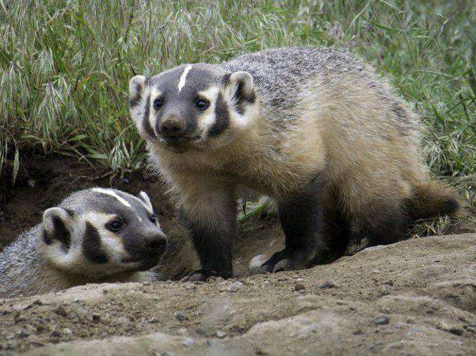 Badgers (Nocturnal Animal)