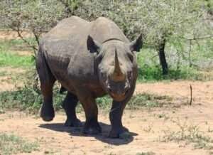 Black Rhinos