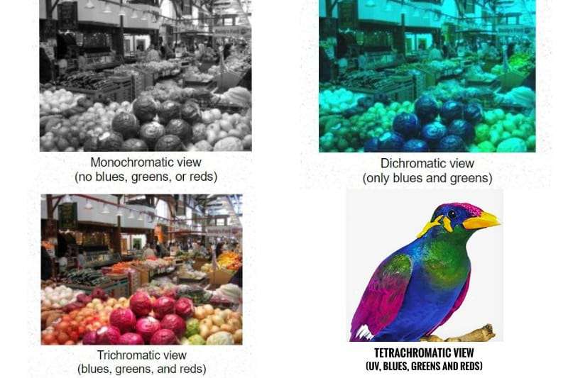 Tetrachromatic vs Trichromatic vs Dichromatic vs Monochromatic vision