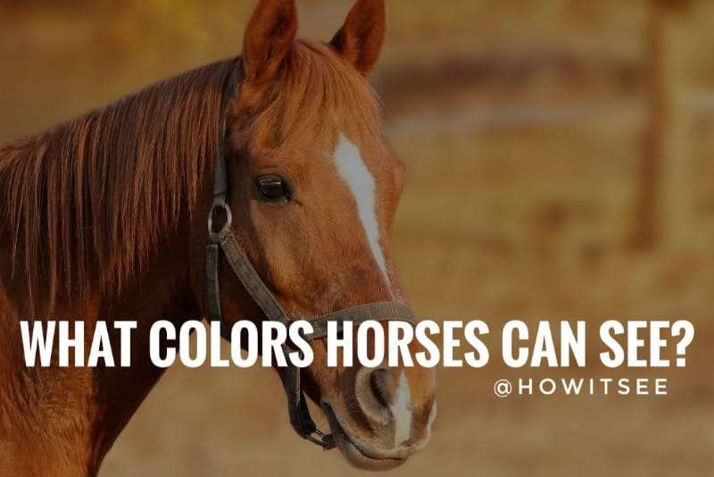 What Colors can Horses see Horse Vision