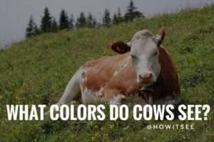 What Colors do Cows see? (Are Cows Colorblind) | Fact 2023 - HowitSee