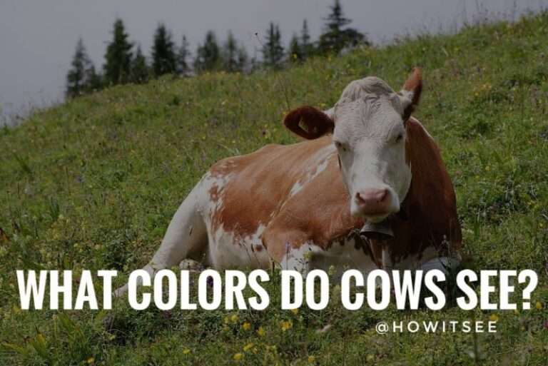 What Colors do Cows see Cows Vision