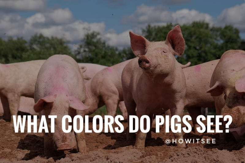What Colors do Pigs see Pig Vision