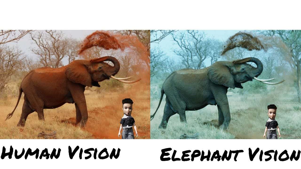 Human Vision vs. Elephant Vision 
