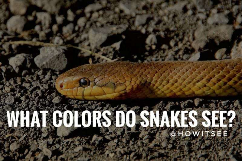 What colors do Snakes see