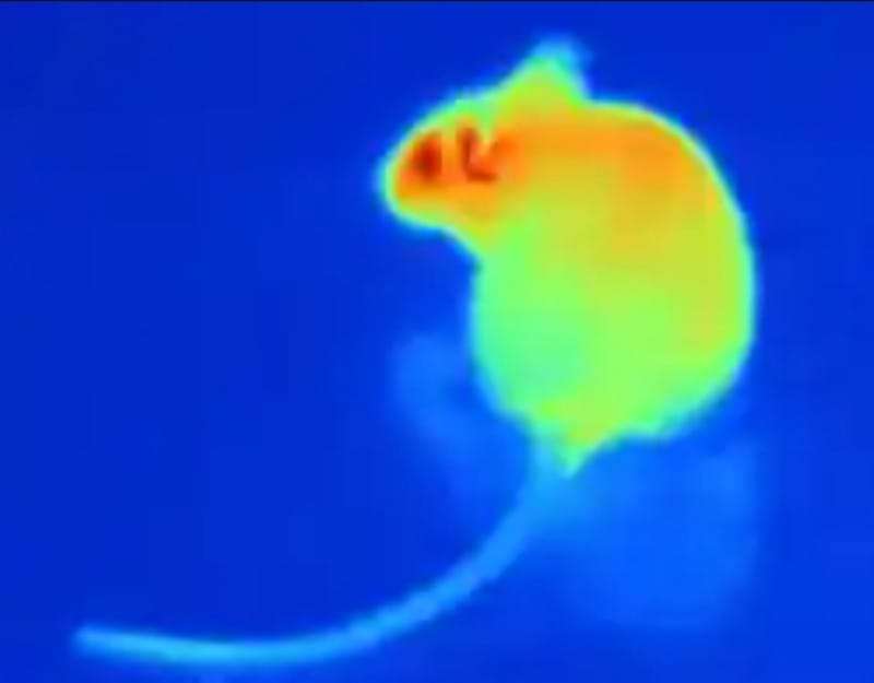 Snakes can sense Infrared Radiation