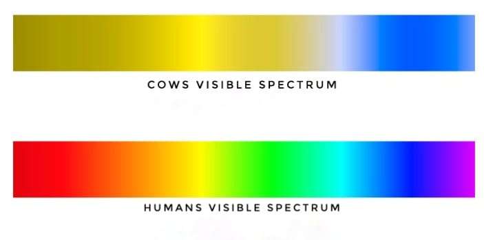 are-cows-colorblind