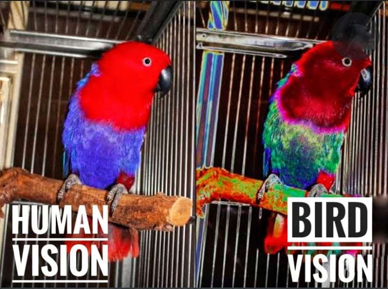 Human vision vs Bird Vision