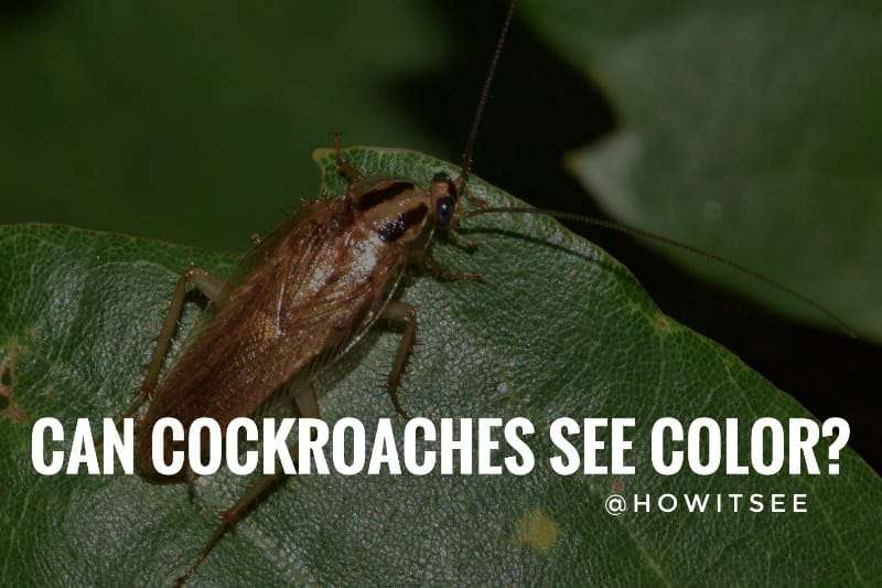 can cockroaches see color Roaches Vision